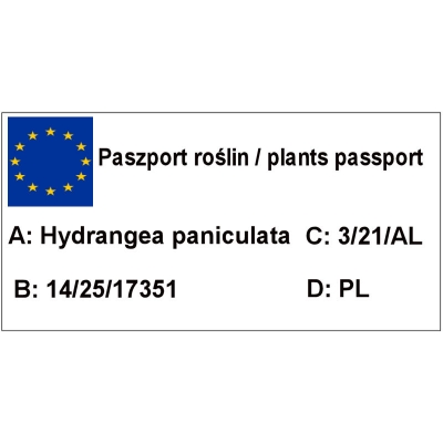 Hortensja bukietowa Hydrangea paniculata Bobo